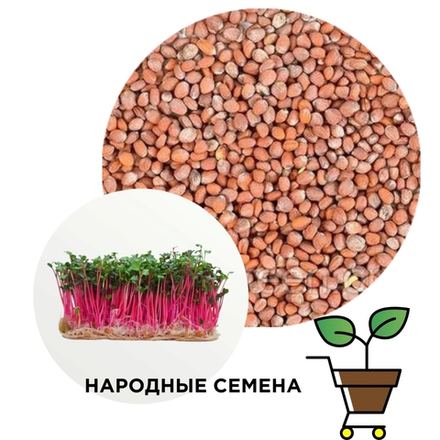 Редис Red Coral