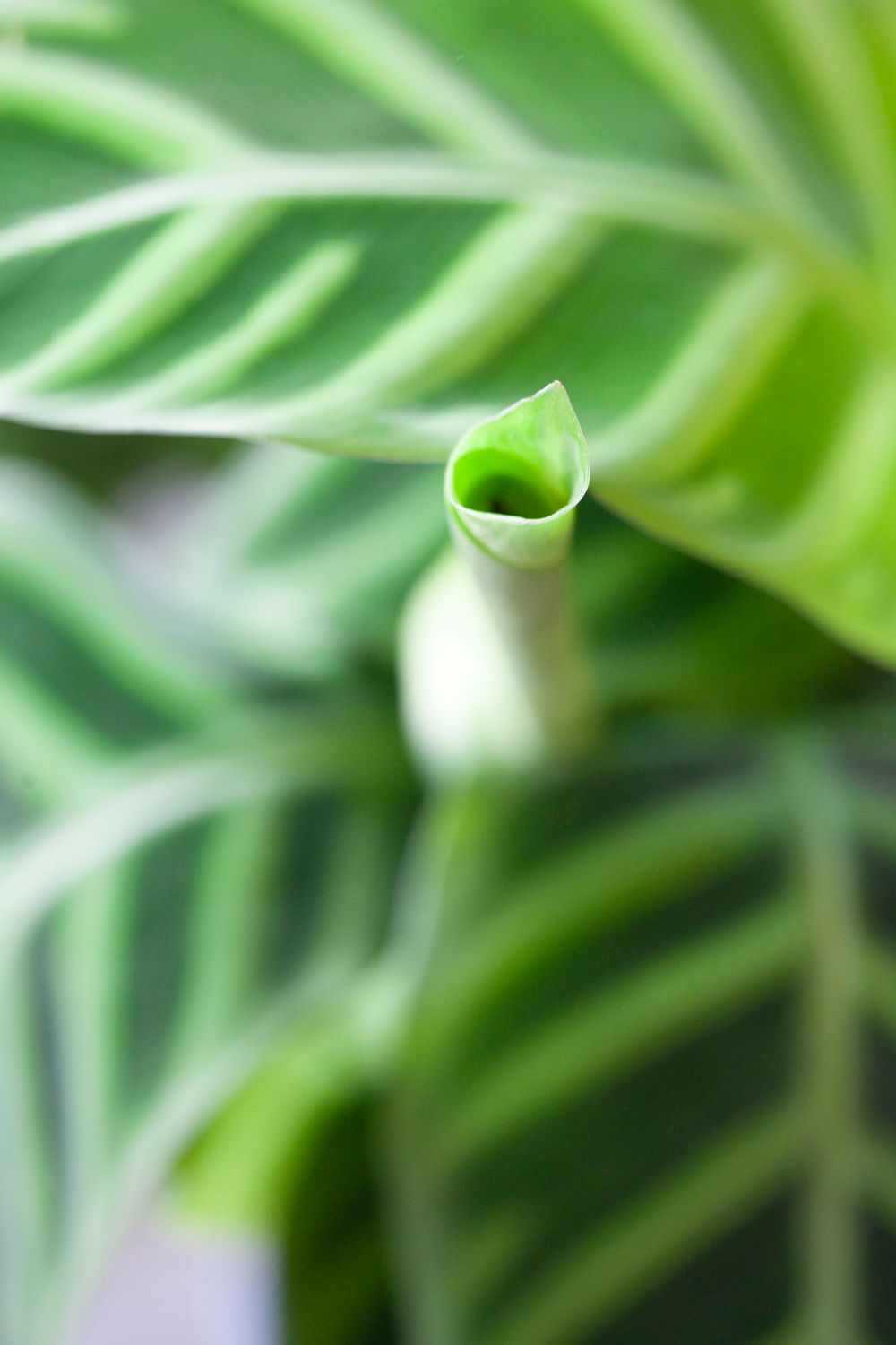 калатея зебрина с ярким узором на листьях