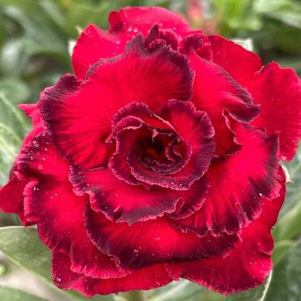 Адениум HOA HONG DEN