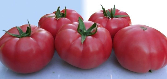 Розарио F1 семена томата индетерминантного (Гавриш) – фото 4