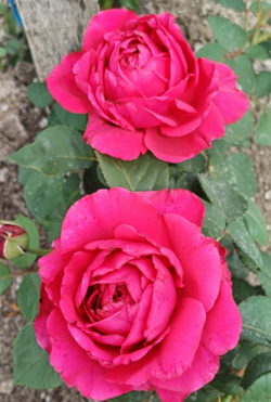 РОЗА СЕТЫРНХ ВЕТРОВ (Rose des 4 Vents )