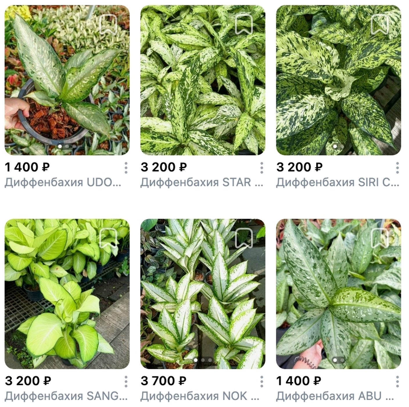 Диффенбахии Таиланд, поставка S03 май 2026