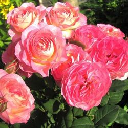 Мадам де Сталь (Madame de Stael)