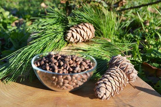 Кедровый орех в скорлупе 1 кг