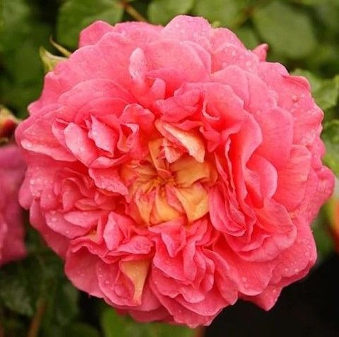 Роза английская Кристофер Марлоу