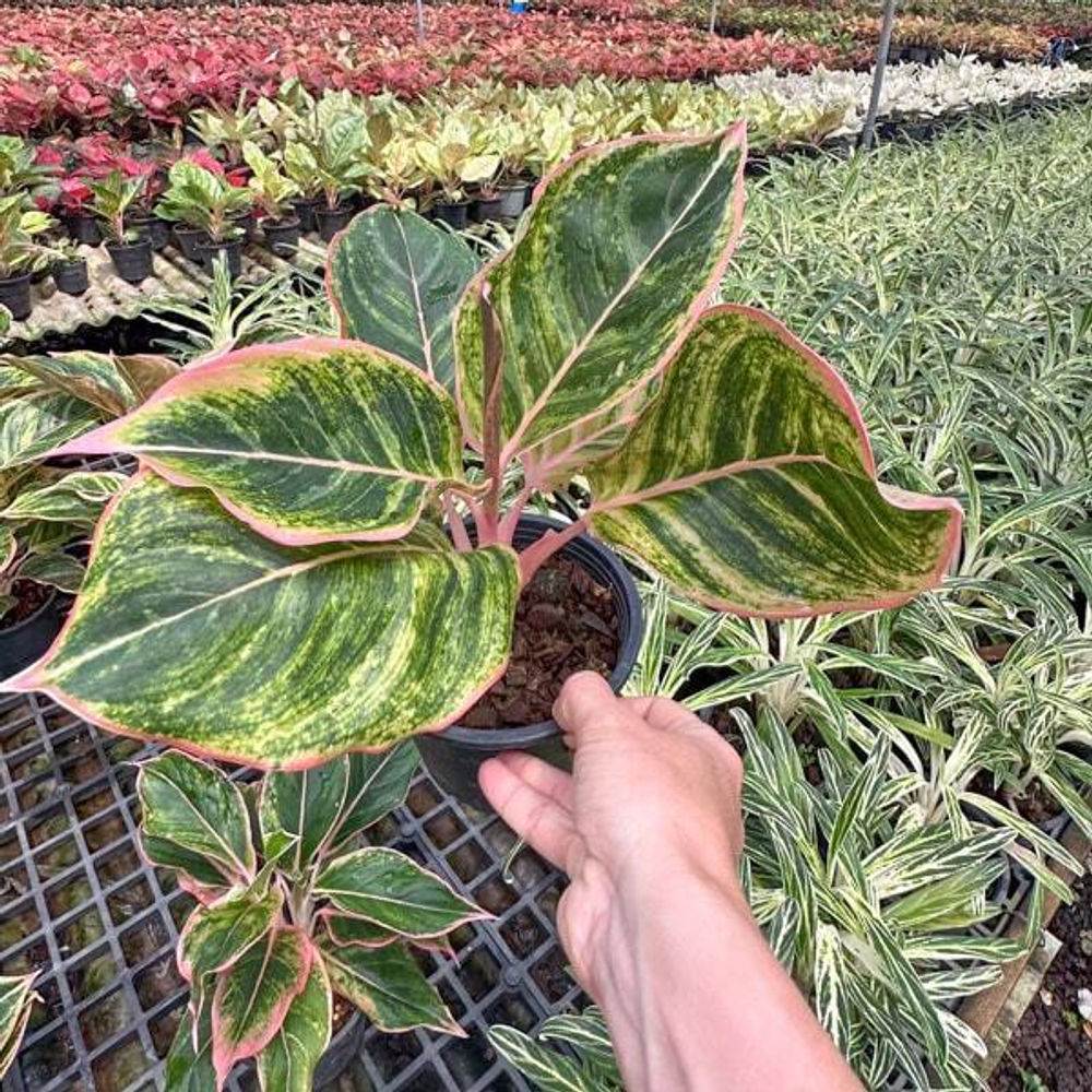 Аглаонема PINKY PIE