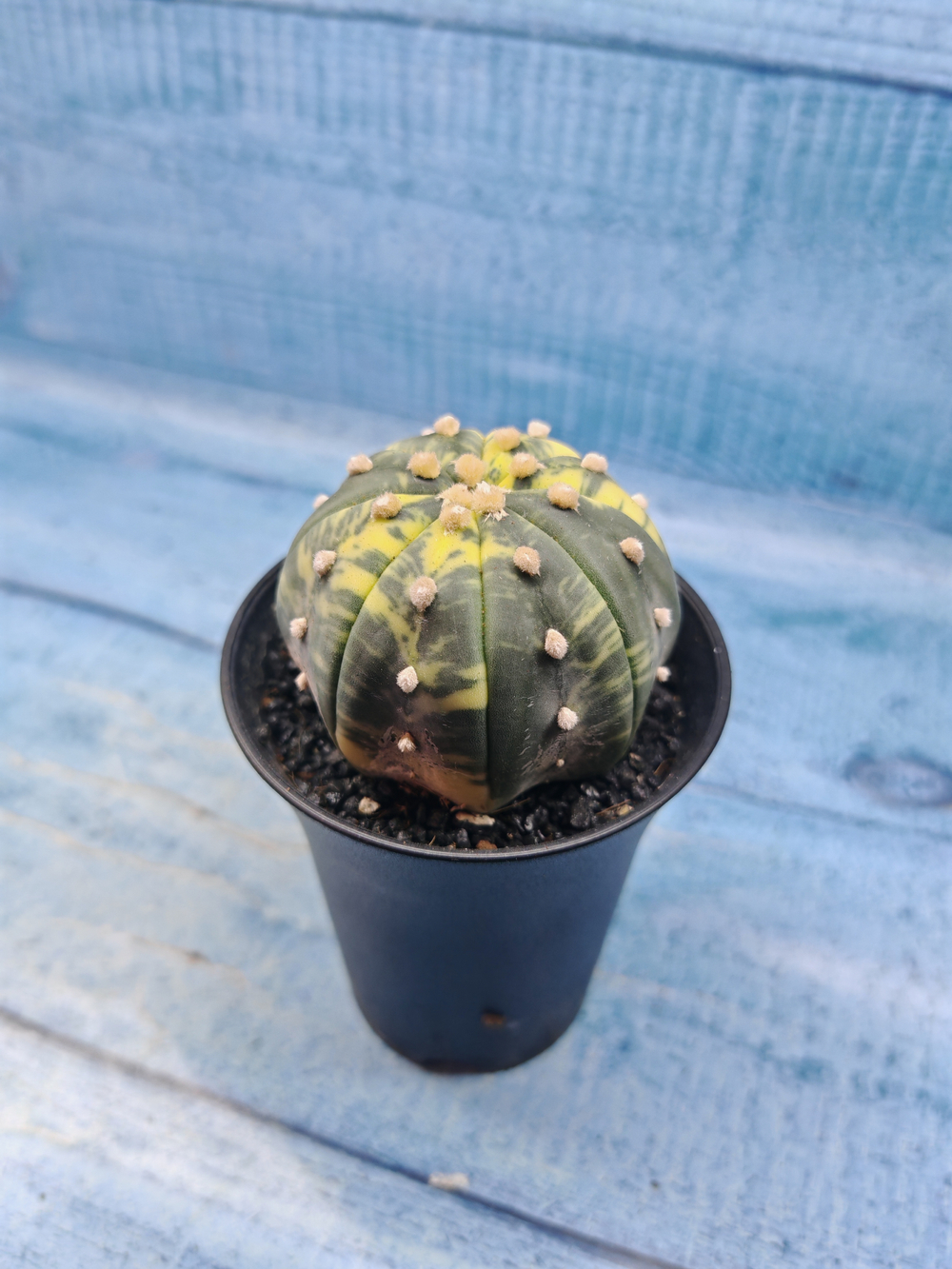 Astrophytum Asterias variagate (Астрофитум)