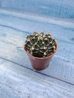 Gymnocalycium Friedrichii (Гимнокалициум)