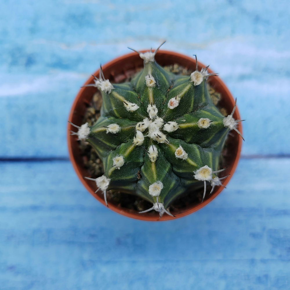 Gymnocalycium Friedrichii (Гимнокалициум)