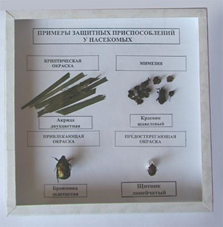 Коллекция «Примеры защитных приспособлений у насекомых»