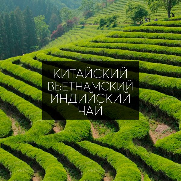 Три пути к чаепитию: сравнение китайского, индийского и вьетнамского чая