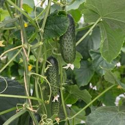 АТИК F1 семена огурца (Bejo | Alexagro)