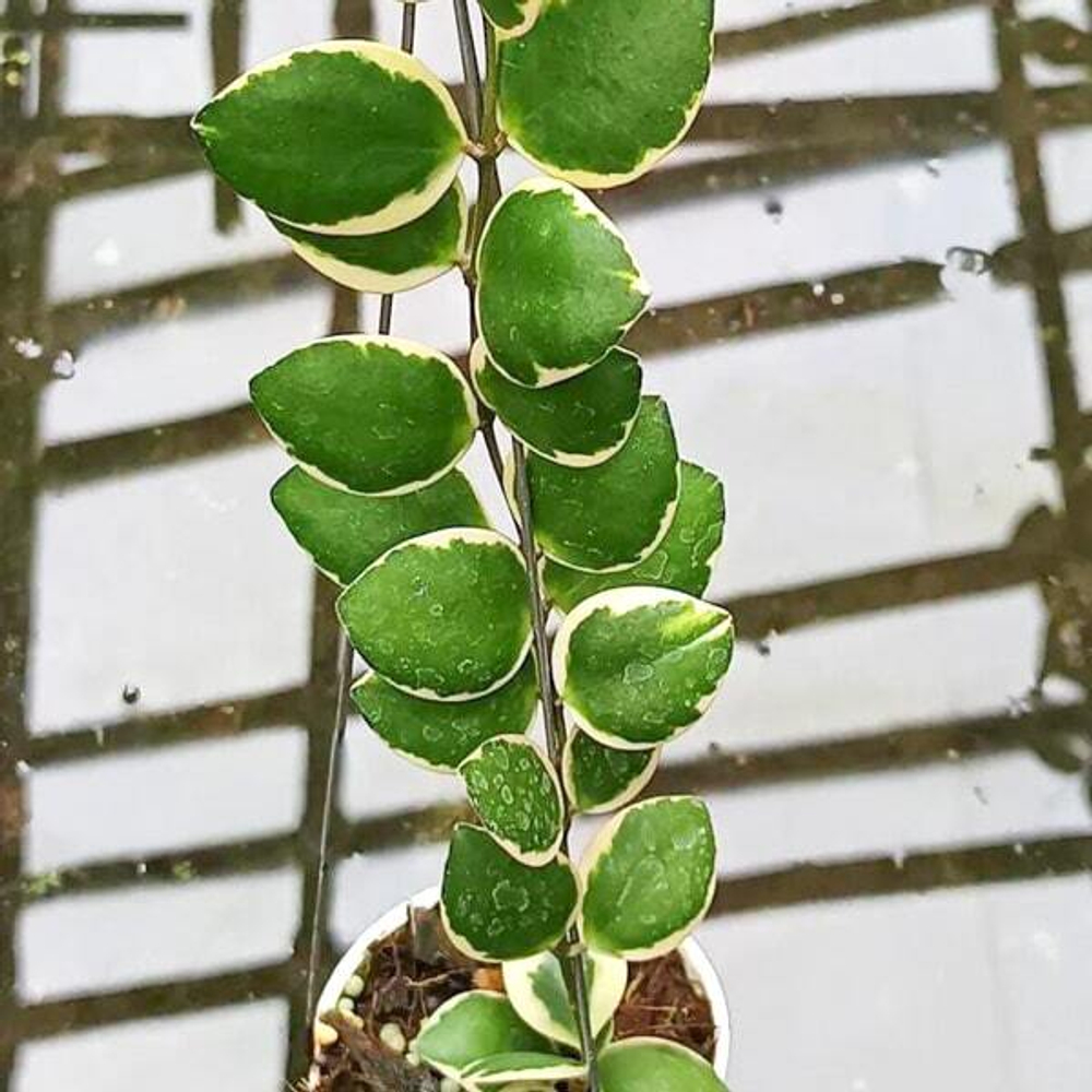 Хойя INCURVULA PALTA