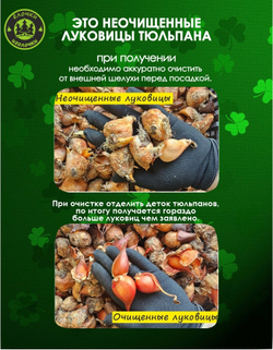 Тюльпан Луковицы неочищенные, Микс сортов, 50шт+