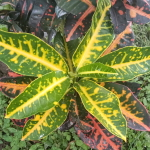 Кротон RUANG RINDU