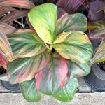 Кордилина PHET SRI PRAJEAN