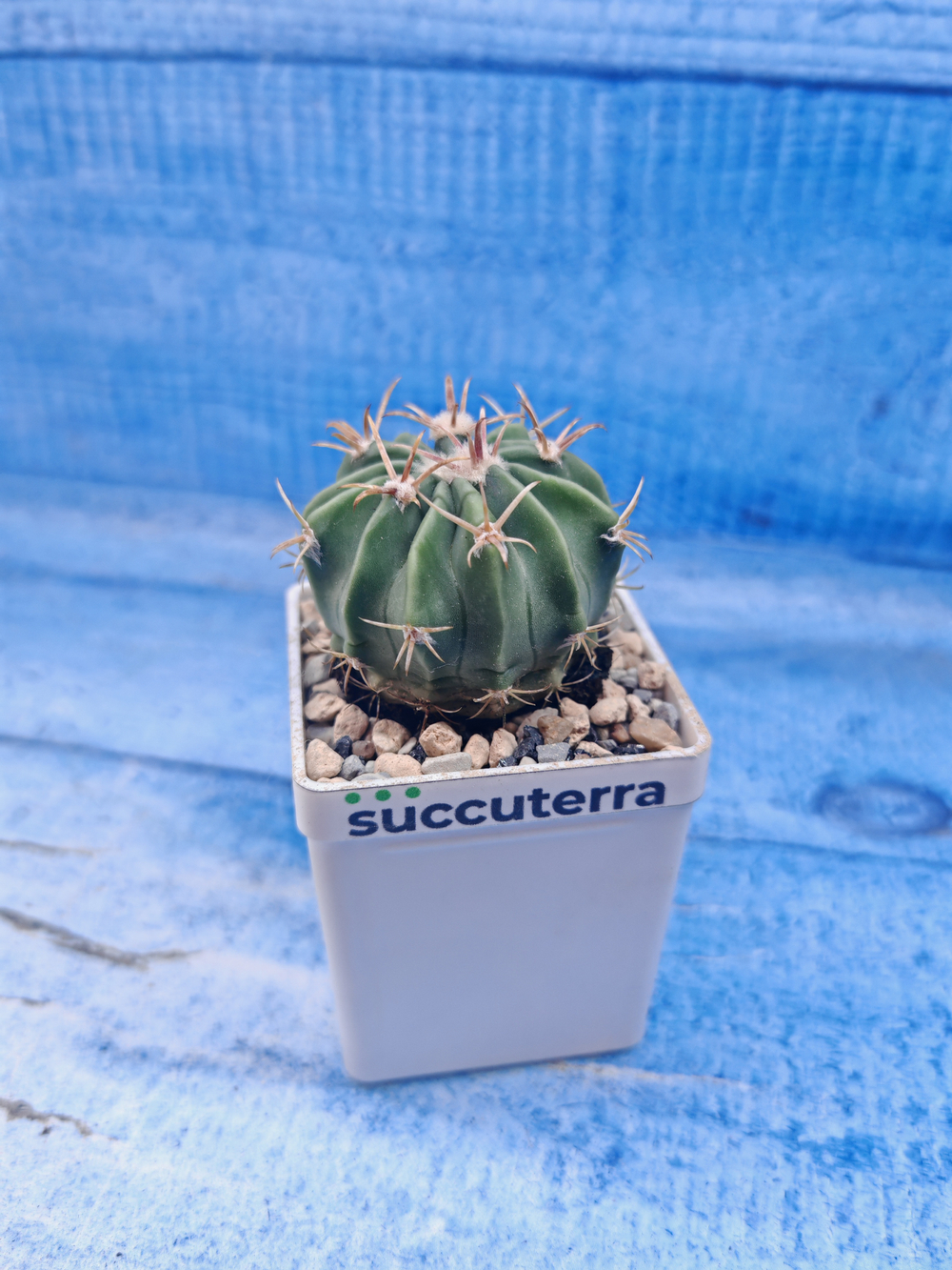 Ferocactus Latispinus (Ферокактус)