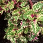 Колеус Peter’s Wonder