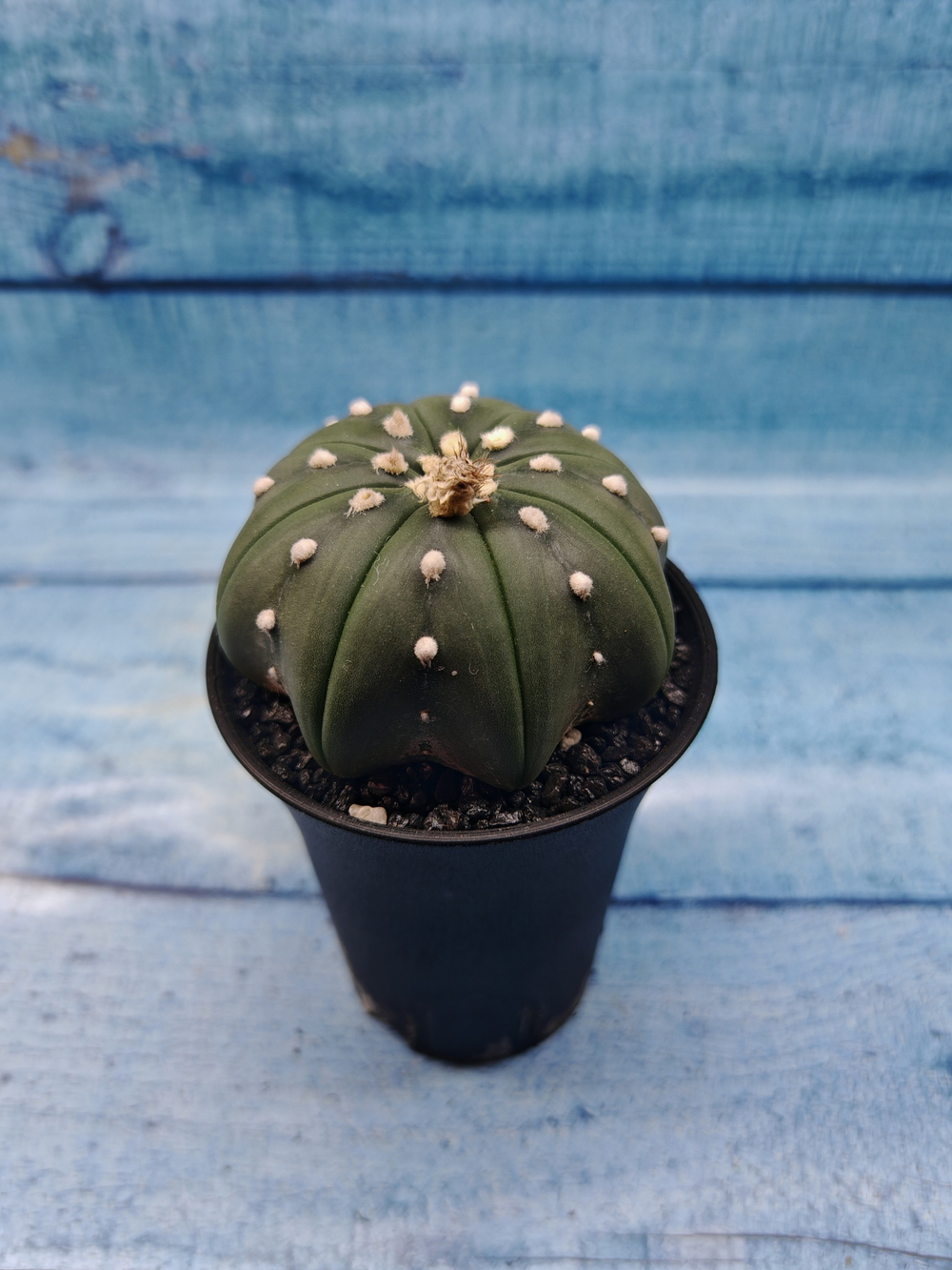 Astrophytum Asterias (Астрофитум)