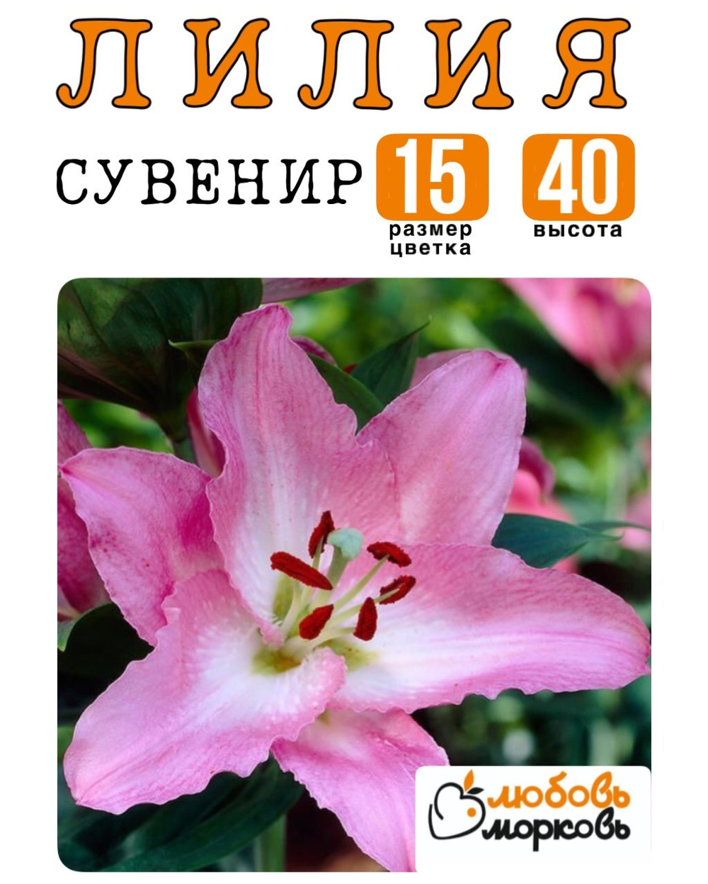 Лилия Луковица, Сувенир, восточный гибрид, 1 шт
