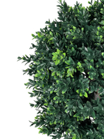 Самшит шаровидный 60х45 см.