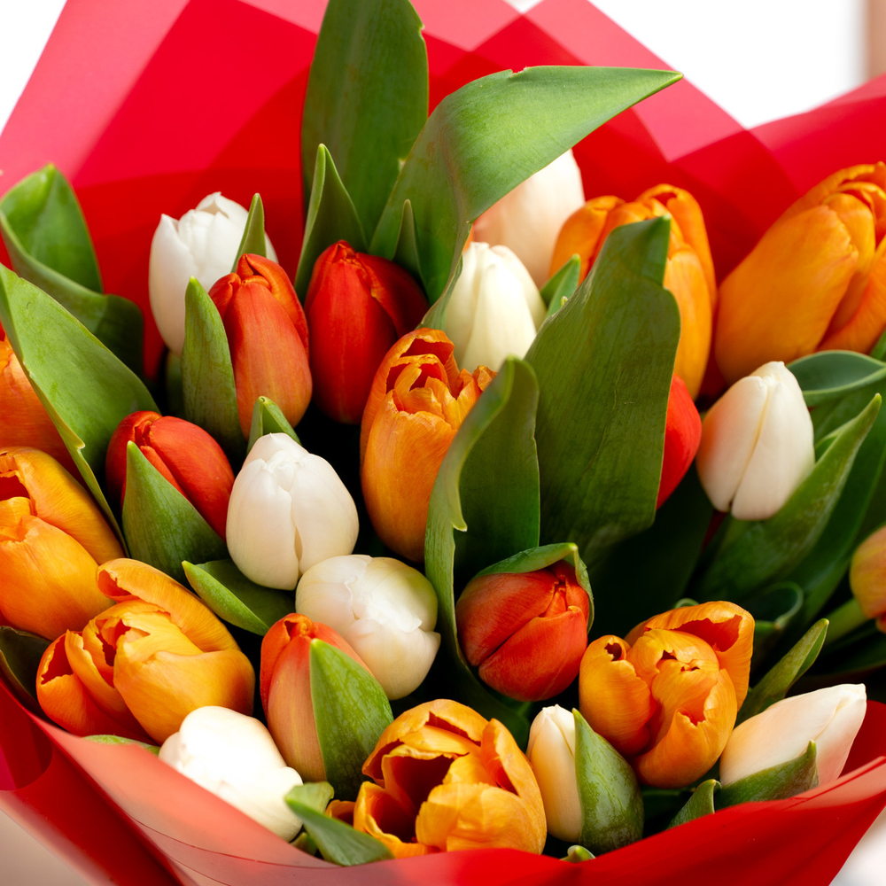 Букет 25 тюльпан (яркий микс)
