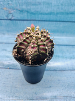 Gymnocalycium T-Rex Pink hybrid (Гимнокалициум T-rex)