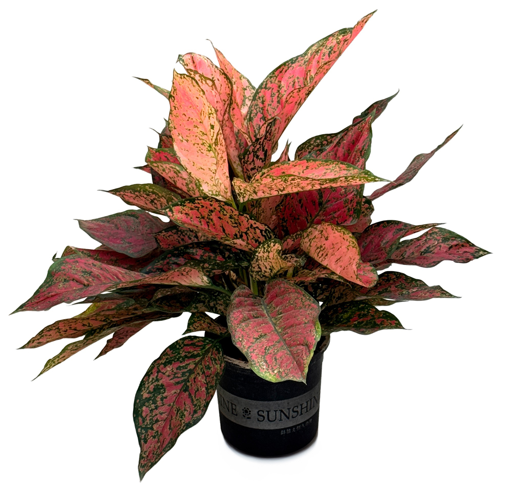 Аглаонема Биг Лиф Энджел