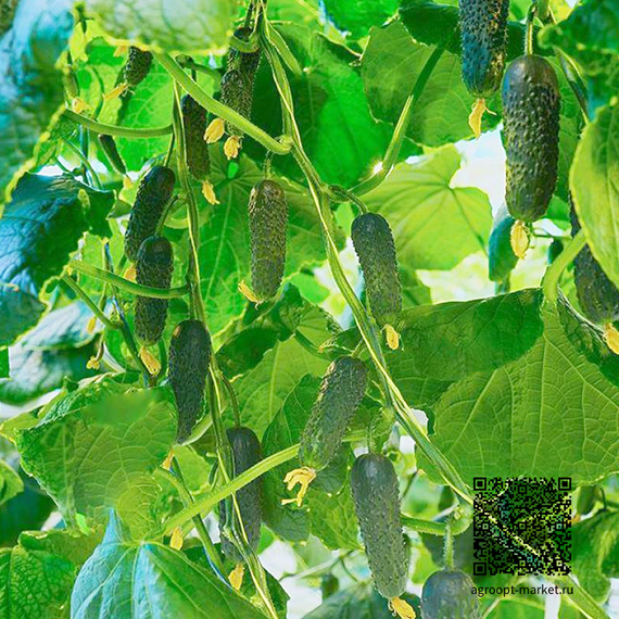 Альфард F1 семена огурца партенокарпического (Гавриш) – фото 2