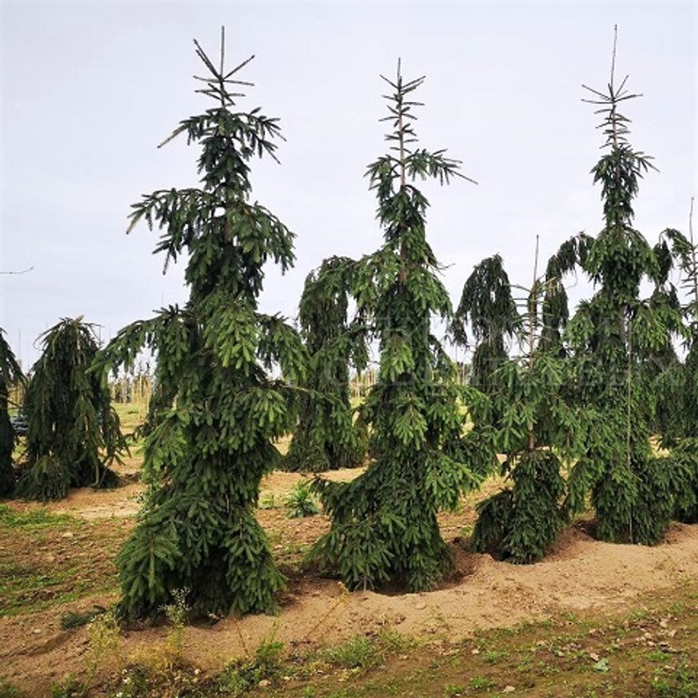 Ель обыкновенная Ротенхаус