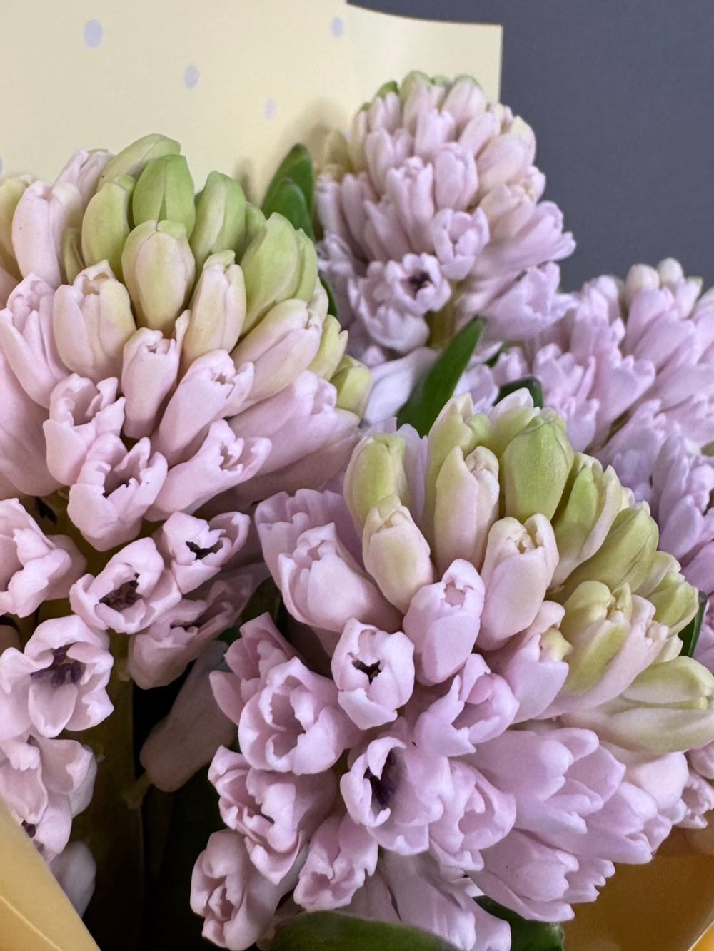 Букет из 5 гиацинтов