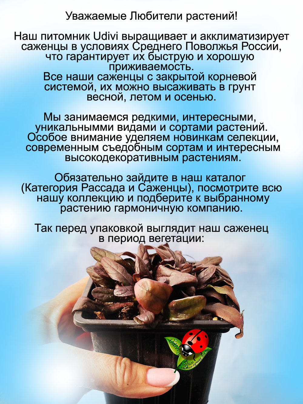 Живучка Шоколад Чип аюга многолетняя