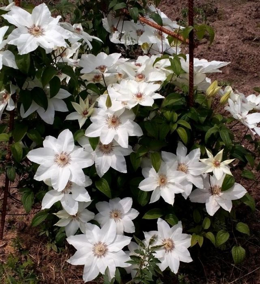 Клематис гибридный Фуджи-Но-Таби трехлетка наличие