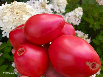 Знаменитая клубника миссис Шлаубах сорт томата