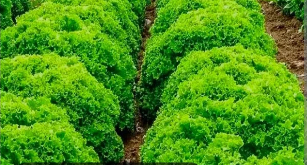 Салат Илема 5000 семян - IIema 5000 seeds