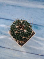 Echinofossulocactus Multicostatus (Эхинофоссулокактус)