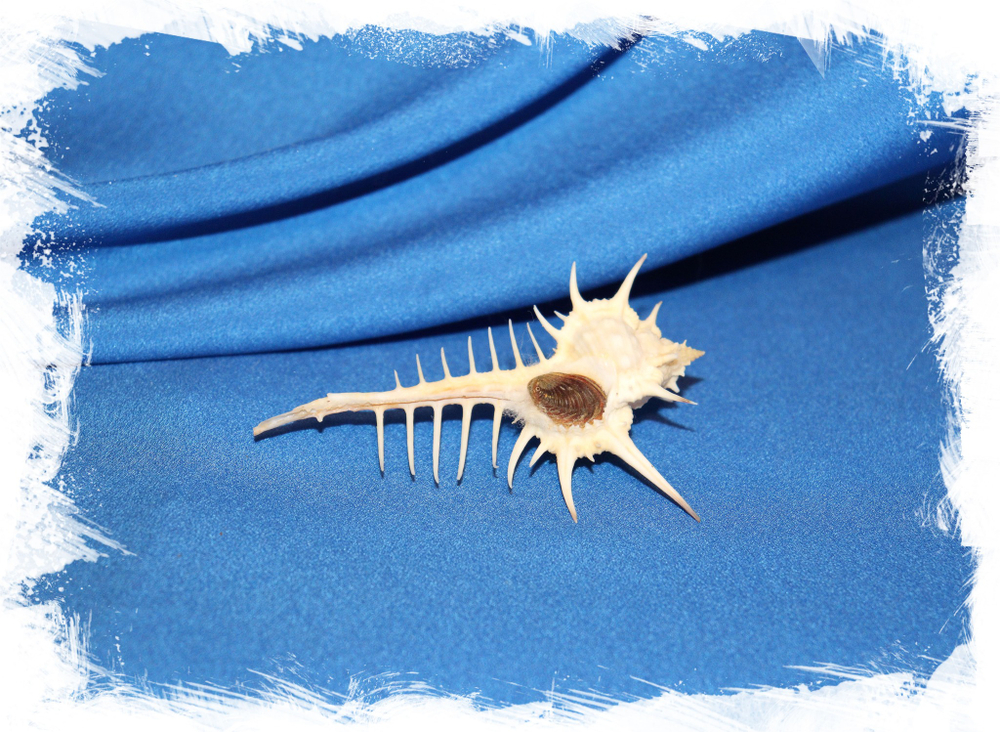 Ракушка Мурекс нигроспиносус, Murex nigrospinosus. купить