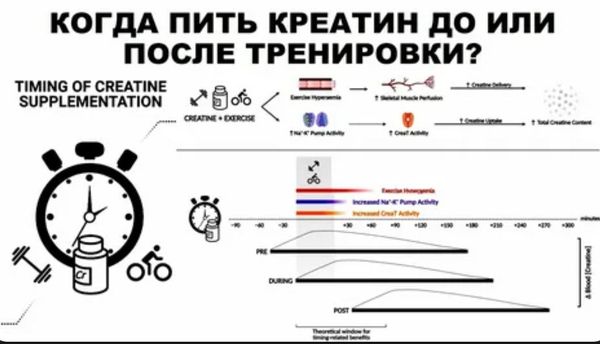 Можно ли принимать креатин каждый день