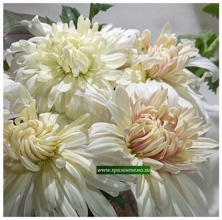 Корейская хризантема Венский вальс 🌻 з.55 (отгрузка май 2025г)