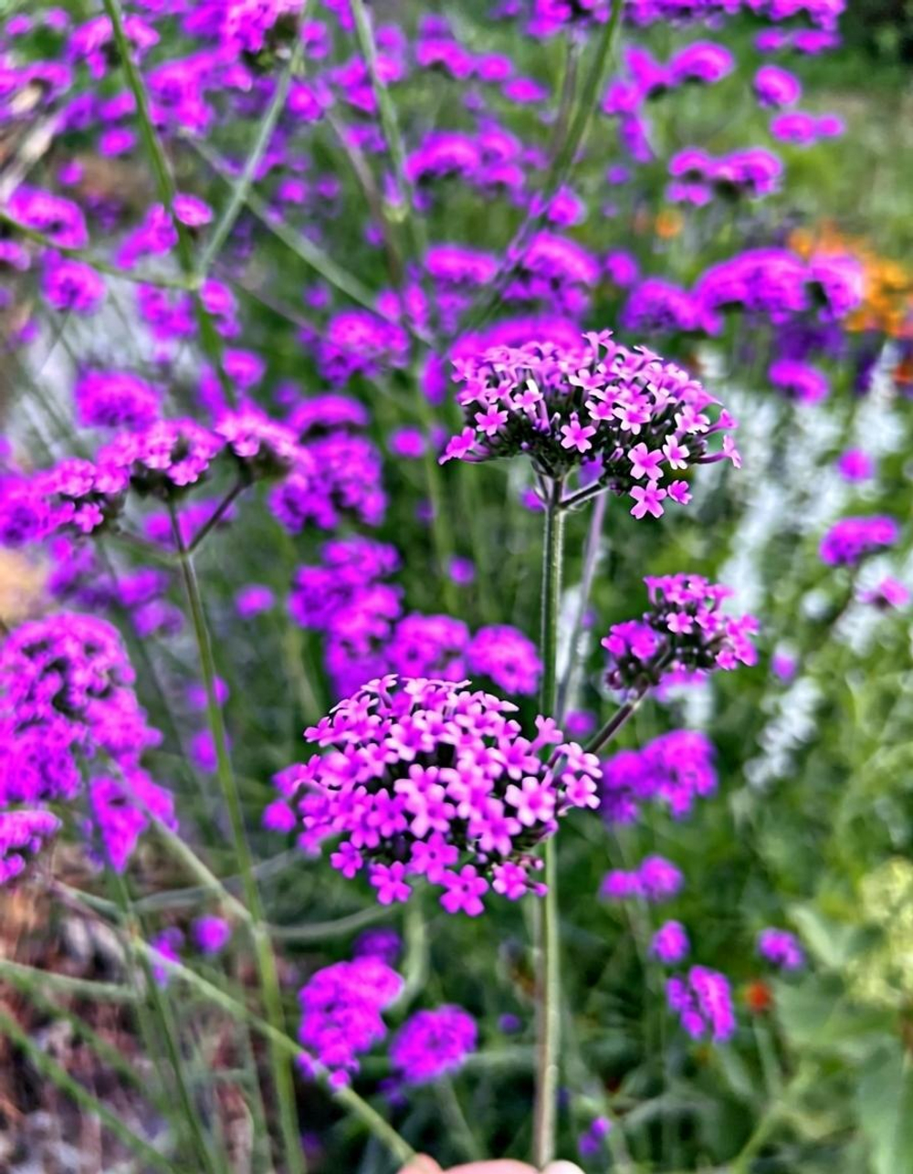 Вербена бонарская Буэнос Айрес 15шт