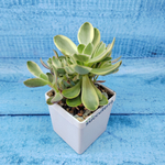 Crassula Moneymaker variegata (Крассула)