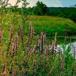 Пустырник (трава) 500 г