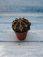 Gymnocalycium Friedrichii (Гимнокалициум)