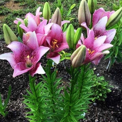 Лилия Свит Шугар 3шт размер 18/20 Закупка М67 апрель 2026