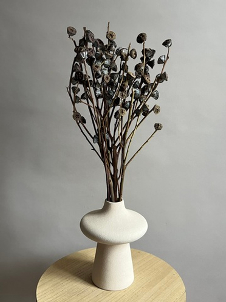 Плоды эвкалипта натуральные