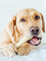 Petstages игрушка для собак Chick-A-Bone косточка с ароматом курицы 11 см малая