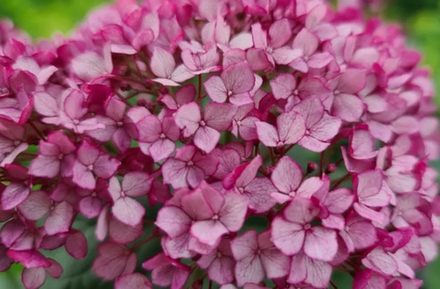 Гортензии ЗКС июнь