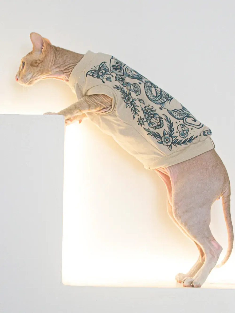 Одежда для кошек сфинкс