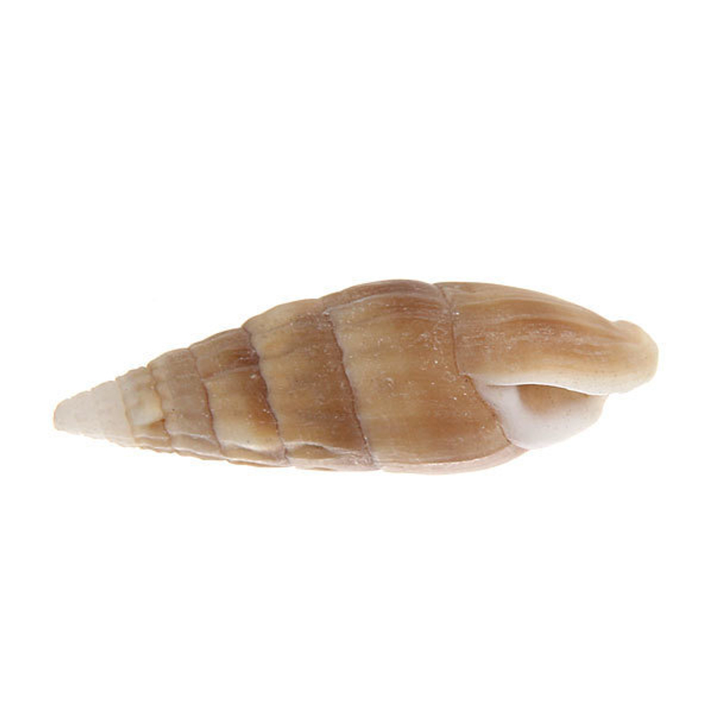 Ракушки декоративные «Глубокое море» 100гр