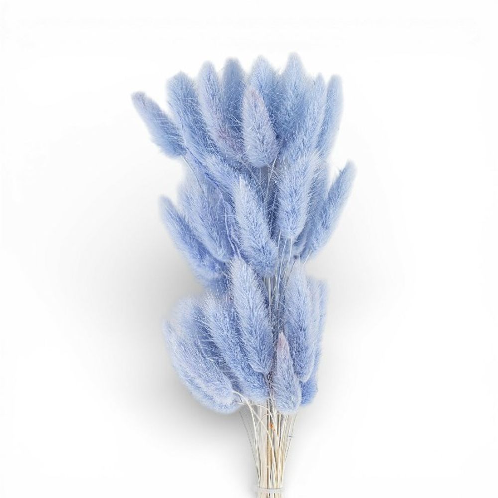 Сухоцветы ЛАГУРУС ТУМАННО-ГОЛУБОЙ
